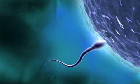 Momento en que el espermatozoide intenta penetrar el óvulo