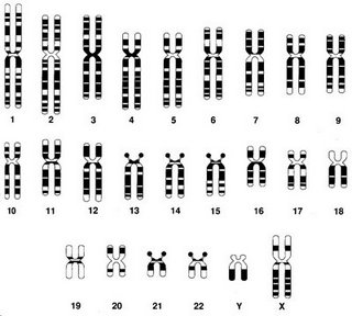 La representación gráfica de todos los 46 cromosomas, en sus respectivos pares, recibe el nombre de cariotipo.