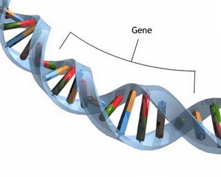escalera del cromosoma muestra donde esta el gen