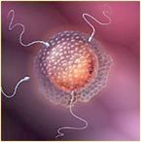 El triploide humano, en general, procede de la fecundación de un óvulo por dos espermios (diándricos) o la fecundación de un óvulo binucleado por un espermio (digínicos).