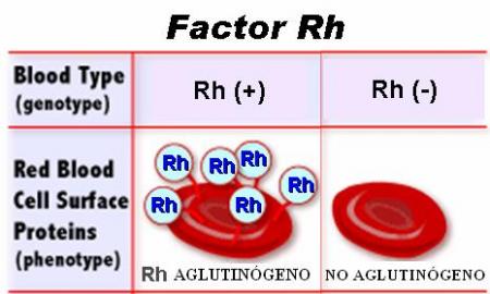 Aglutinógeno su ausencia determina el Rh negativo