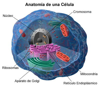 Componentes de una célula