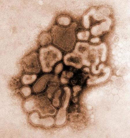 imagen virus H1N1