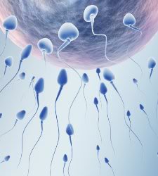 Imagen espermatozoides en su carrera hacia el évulo